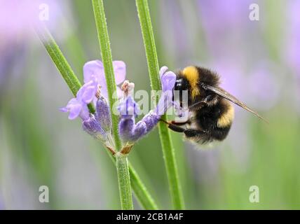 Abejorro de tierra grande (Bombus terrestris), también abejorro grueso o negro, lavanda real (Lavandula angustifolia, Baden-Wuerttemberg, Alemania Foto de stock