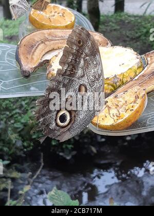 Mariposa de búho de Caligo alimentándose en néctar de fruta en el Jardín Botánico de Quindio. Colombia. Foto de stock