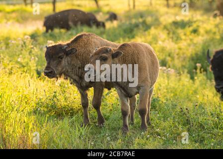 Terneros bisontes, Parque Nacional de Elk Island, Alberta, Canadá Foto de stock