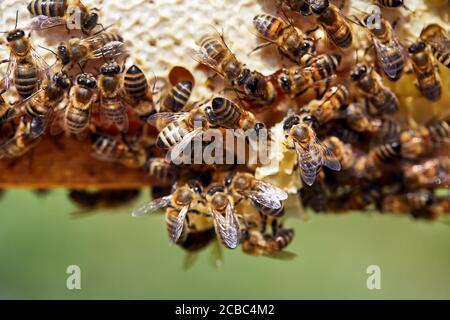 Foto macro de Bees de cerca en el marco de panal de abeja en el apiario en las montañas