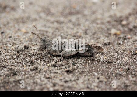 Saltamontes de alas azules (Oedipoda caerulescens) en una reserva natural de arena cerca de Haltern, Alemania