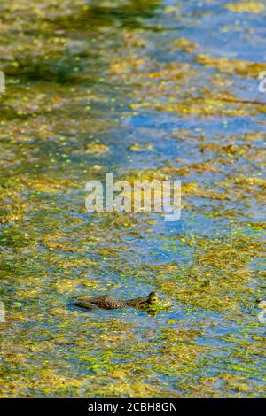 Macho americano Bullfrog descansando en la superficie de pantanos entre la maleza y la vegetación orgánica, Castle Rock Colorado EE.UU.. Foto tomada en julio. Foto de stock