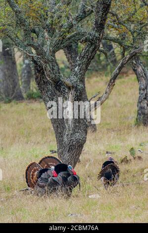 Pavos masculinos mostrando (comportamiento de apareamiento) en el Hill Country de Texas cerca de Hunt, EE.UU. Foto de stock