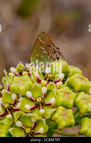 Un pelo de la enebro de oliva (Callophrys gryneus gryneus) Mariposa en una Asclepias asperula (Antelope-Horns Milkweed) Flor en el país de la colina de Te Foto de stock