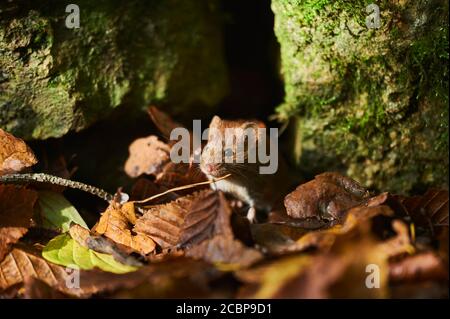 Ratón de madera (Apodemus sylvaticus) sobre suelo forestal, Baviera, Alemania Foto de stock