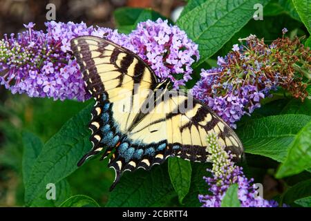 Mariposa del este del tigre del swallowtail, cerca-para arriba, insecto grande, upperside, hembra, amarillo, negro, glaucus del papilio, flores púrpura, arbusto de la mariposa, naturaleza Foto de stock