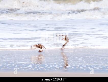 Dos willets (Tringa semialmata) en vuelo mientras uno persigue al otro lejos de su territorio de alimentación en la costa nacional de la isla de Assateague, Maryland