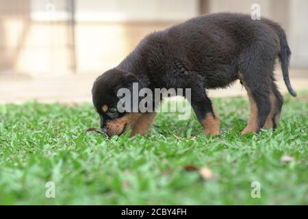 Rottweiler perro perrito sniffing la hierba en el jardín Foto de stock