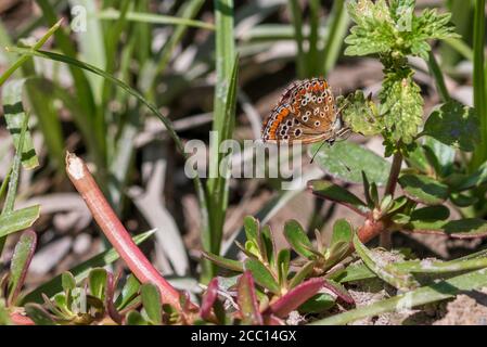 Aricia Cramera, Sur de Brown Argus Butterfly
