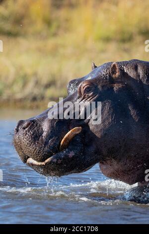 Cierre vertical de la cabeza de toro de hipopótamo adulto que sale De agua en un día soleado en el río Chobe Botswana Foto de stock
