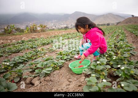 Una niña de seis años cosecha fresas en la granja de su familia en el distrito de Pachamac, Perú.
