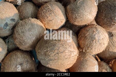 Frutos de coco frescos. El cocotero (Cocos nucifera), es un miembro de la familia Arecaceae. Los cocoteros se han esparcido por los trópicos, en particular Foto de stock