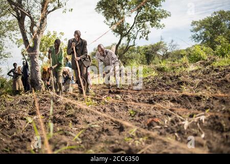 Los pequeños agricultores utilizan cuerdas guía para coser de manera ordenada y uniforme semillas de okra en un campo fuera del asentamiento de refugiados de Palabek, en el norte de Uganda, África oriental. Foto de stock