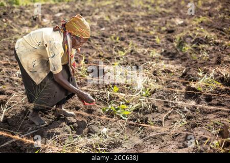 Los pequeños agricultores utilizan cuerdas guía para coser de manera ordenada y uniforme semillas de okra en un campo fuera del asentamiento de refugiados de Palabek, en el norte de Uganda, África oriental. Foto de stock