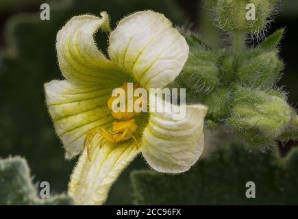 Araña de cangrejo amarilla (Misumena vatia) en flor de pepino de ardilla (Ecallium elaterium) Foto de stock