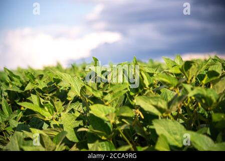 Glycine max plantas, también conocido como soja. Es una planta herbácea incluida en la clase Magnoliopsida, con gran variabilidad genética, de gran commerci Foto de stock