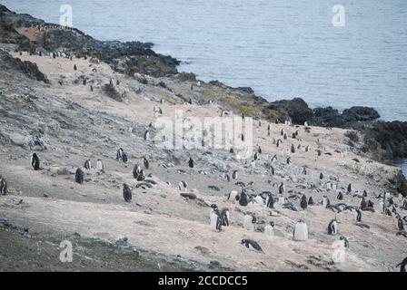 Hannah Point es un punto en la costa sur de la isla Livingston en las Islas Shetland del Sur, Antártida. Aquí están los pingüinos gentoo y macarrones. Foto de stock