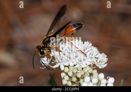 Great Golden Digger Wasp, Sphex ichneumoneus, forrajeo en maleza acuática, Asclepias perennis Foto de stock