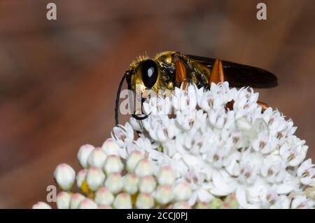Great Golden Digger Wasp, Sphex ichneumoneus, forrajeo en maleza acuática, Asclepias perennis Foto de stock