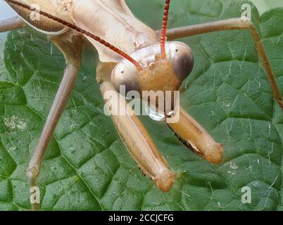 Primer plano de un mantis marrón rezando con gota de agua la cabeza Foto de stock