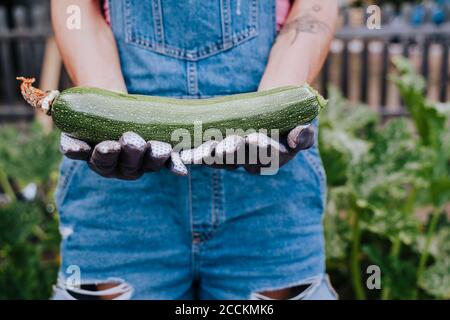 Primer plano de la mujer adulta mediana que sostiene el zucchini mientras está de pie jardín de verduras Foto de stock