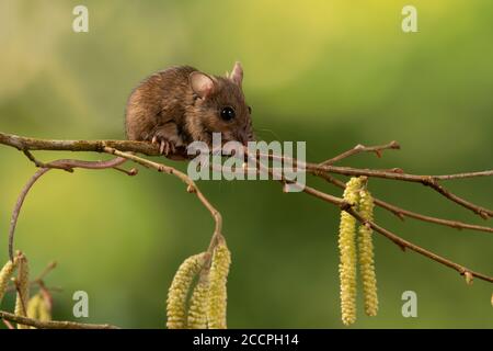 Ratón de cola larga o ratón de madera en una rama con katkins, vida silvestre, Surrey, Reino Unido Foto de stock