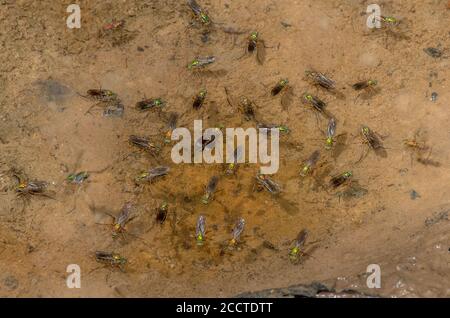 Moscas de semaforo, Poecilobothrus nobilitatus, en grupo de cortejación y cría en zona húmeda de barro, Alners Gorse, Dorset. Foto de stock