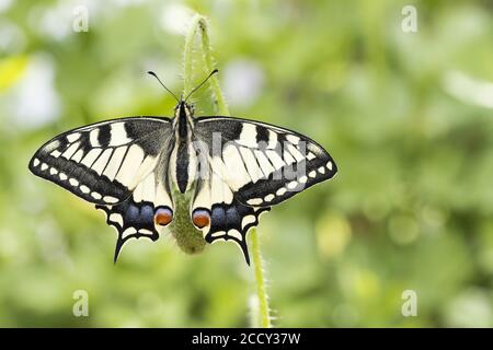 Swallowtail (Papilio machaon) al brote de flores de amapola (Papaver roeas), Hesse, Alemania Foto de stock
