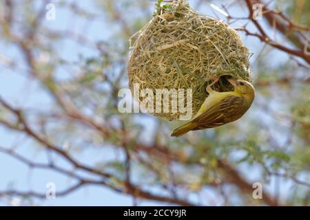 Tejedor enmascarado del sur (Ploceus velatus), hembra adulta que cuelga de su nido, Parque transfronterizo Kgalagadi, Cabo Norte, Sudáfrica, África Foto de stock