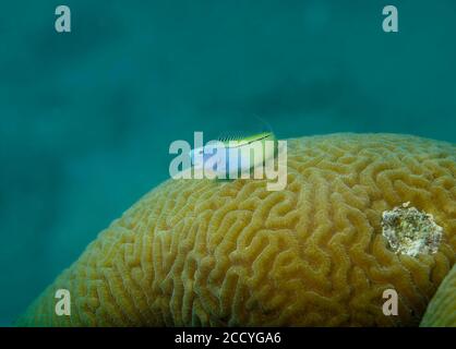 Mar Rojo mímico benny, Ecsenius gravieri, encaramado en el coral del cerebro, Marsa Alam, Mar Rojo, Egipto