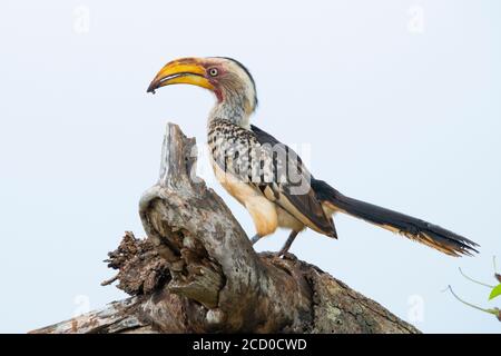 Hornbill (Lamprotornis leucomelas), vista lateral de un adulto encaramado en una rama, Mpumalanga, Sudáfrica
