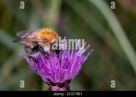 Un abejorro de color naranja se alimenta del néctar fresco de La flor púrpura de la hierba del oso en un común de Norfolk Foto de stock