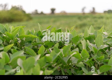 La soja cultivada es una planta herbácea incluida en la clase Magnoliopsida orden Fabales, familia Fabaceae. Es una planta con gran variabilidad genética, Foto de stock