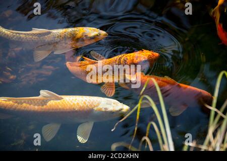 Hermosos peces koi blancos y naranjas nadan en el agua cristalina de un estanque koi.
