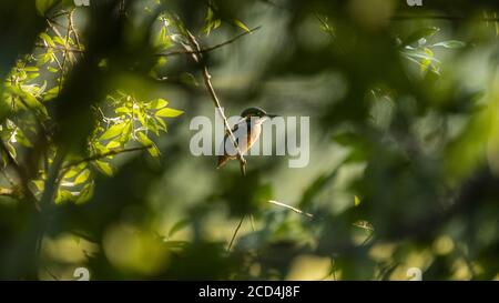 Kingfisher, escondido entre los árboles. Italia.
