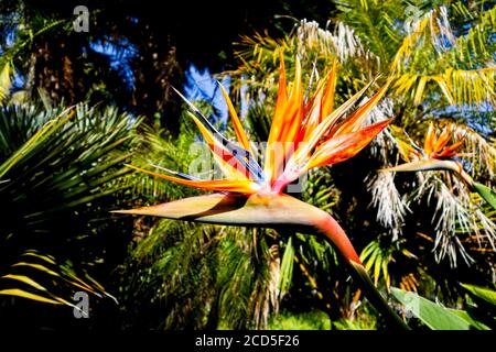 La cabeza de la Flor Ave del Paraiso Strelitzia reginae Fotografía de stock  - Alamy