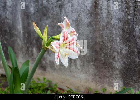 Lily flor. El lirio es el nombre dado a las flores del género Lilium de la  familia Liliaceae, originarios del hemisferio norte con occu Fotografía de  stock - Alamy