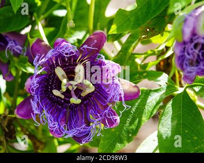 Pasionflower púrpura, Passiflora encarnata, florece en la vid, norte de Florida, EE.UU.