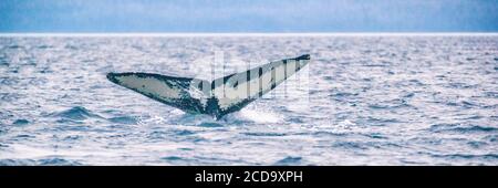 Actividad de excursión en crucero de avistamiento de ballenas en Alaska. Cola de ballena jorobada buceo en el mar. Banner panorama