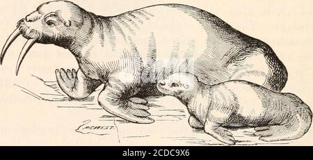 . Historia de los pinnípedos norteamericanos, una monografía de las morsas,  leones marinos, osos marinos y focas de América del Norte. FIG. 9.—sea  Horse, 1609. Estas cifras son evidentemente proporcionadas por el contexto  (pp 218-219de la edición ...