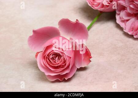 Rosa Rosa sobre un fondo liso Fotografía de stock - Alamy