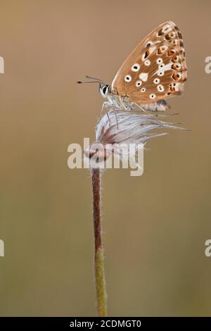 Mariposa alada de gossámer (Lycaenidae) sentada en una planta con luz cálida, Baviera, Alemania Foto de stock