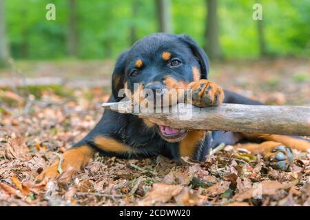 Retrato de puppy de puppy rottweiler que mordedura rama en la naturaleza Foto de stock