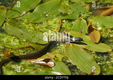 Gras Snake en el lago Natrix Natrix Retrato Foto de stock