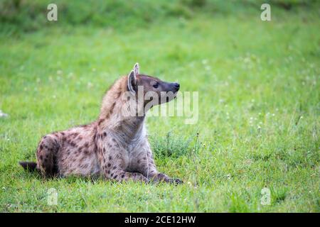 Hay una hiena en la hierba de la sabana En Kenia Foto de stock