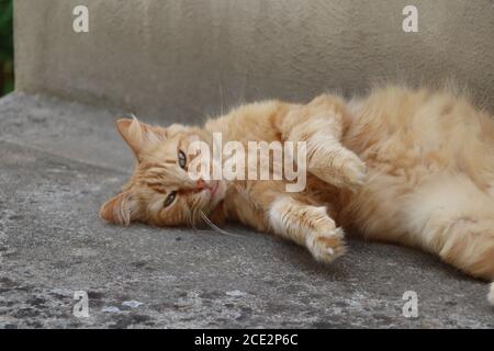 ginger gato relajarse en el jardín Foto de stock