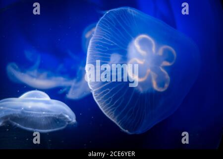 Medusas comunes, Aurelia aurita, vista submarina de cerca