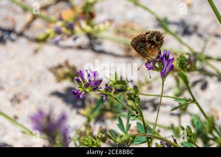 Aricia Cramera, Mariposa Argus Marrón del Sur sobre una Flor