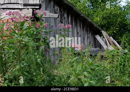 En el jardín se puede ver una casa de verano dilapidada detrás de la hierba y las flores. Foto de stock