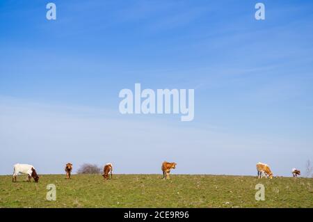 Una manada de vacas de raza Berrenda en colorado pastando en el prado de Salamanca (España). Extensión ecológica Foto de stock